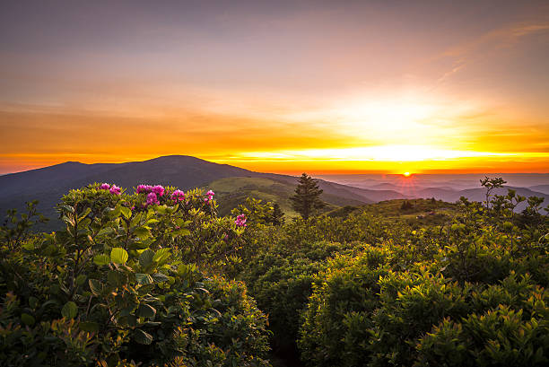 Aerial view of wooded mountain land with a gravel road in the High Country of North Carolina near Boone