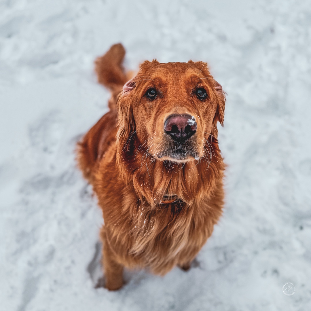 Luna, Andrew Plyler's golden retriever, in the High Country snow